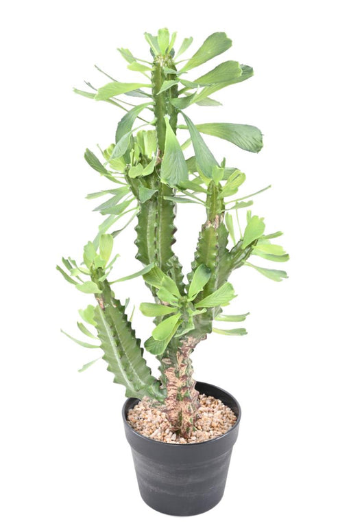 Artificiell Mjölkig Spurge För Inomhus H.65Cm