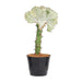 Euphorbia Lactea Cristata Vit