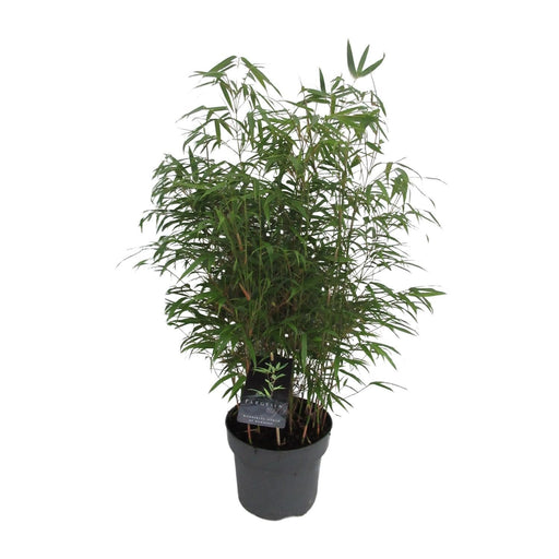 Fargesia Rufa Bamboo D23Cm H95Cm