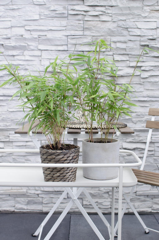 Fargesia Rufa Bamboo - Set Med 12 - ↨40Cm - Ø14 - Utomhusväxt