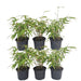 Fargesia Rufa Set Med 24 Bambu - Ø13 Cm - ↕25 Cm - Utomhusväxt