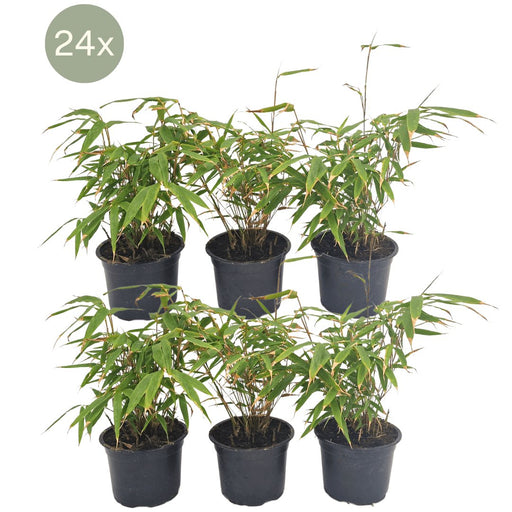 Fargesia Rufa Set Med 24 Bambu - Ø13 Cm - ↕25 Cm - Utomhusväxt