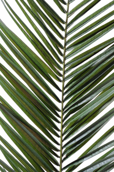 Artificiell Phoenix Canariensis Palmblad 150 Cm