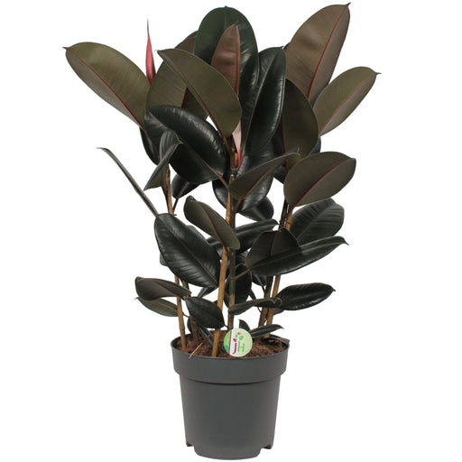 Ficus 'Abidjan'