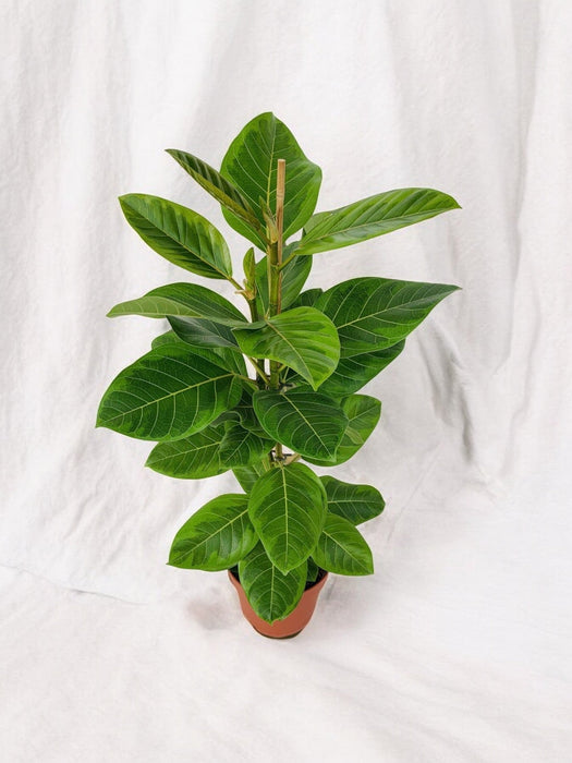 Ficus Altissima