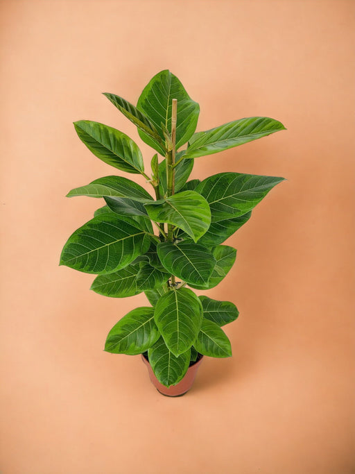 Ficus Altissima