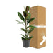 Ficus America Treasure