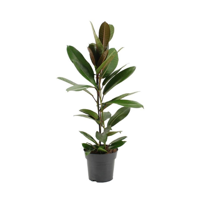 Ficus America Treasure