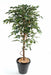 Konstgjord Ficus 120 Cm Dekorativ Inomhusväxt