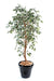 Konstgjord Ficus 180 Cm Enkel Stam Brokig