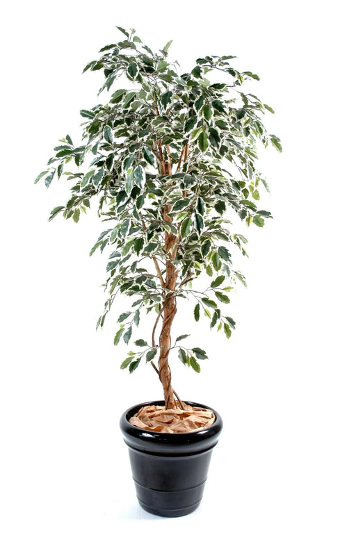 Konstgjord Ficus 180 Cm Enkel Stam Brokig