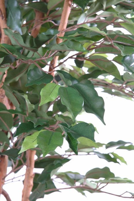 Konstgjord Ficus Stor Enkelstam 270 Cm Inomhus