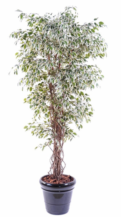 Konstgjord Ficus Lianas 180 Cm Inomhusväxt