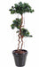 Konstgjord Ficus Microcarpa 170Cm Inomhusväxt