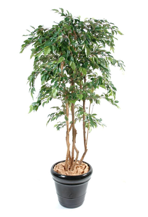 Konstgjord Ficus Multi-Stams 150Cm Inomhusväxt