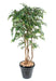 Konstgjord Ficus Multi-Stams 150Cm Inomhusväxt