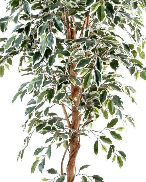 Brokig Konstgjord Ficus 150 Cm Enkelstam