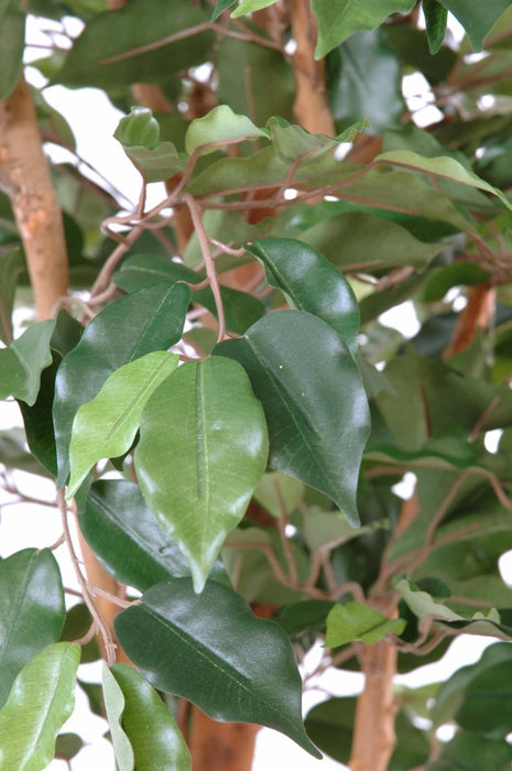 Konstgjord Ficus Enkelstam 210 Cm Inomhusväxt