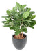 Konstgjord Ficus Audrey 100Cm I Dekorativ Kruka