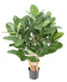 Konstgjord Ficus Audrey 100Cm I Dekorativ Kruka