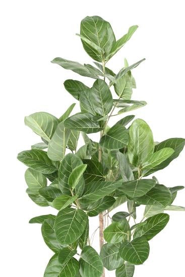 Ficus Audrey Artificiell 150 Cm Inomhusväxt