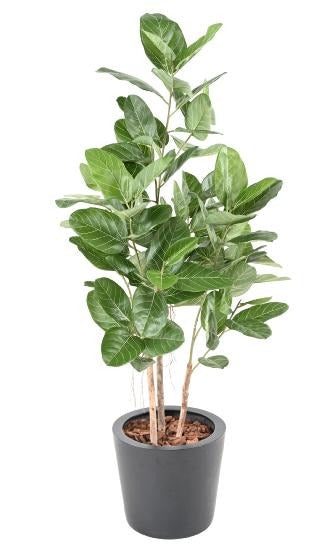 Ficus Audrey Artificiell 150 Cm Inomhusväxt