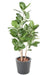 Ficus Audrey Artificiell 150 Cm Inomhusväxt