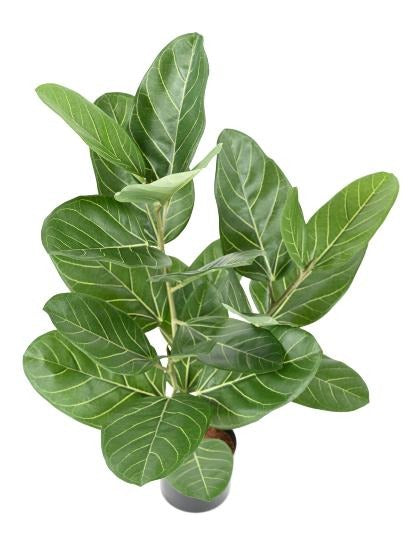 Konstgjord Ficus Audrey 62Cm Inomhusväxt