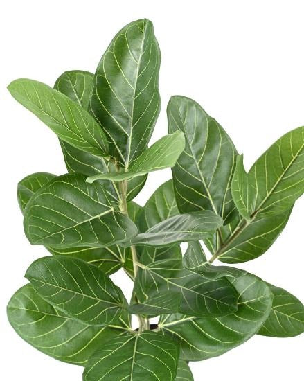 Konstgjord Ficus Audrey 62Cm Inomhusväxt