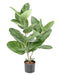 Konstgjord Ficus Audrey 62Cm Inomhusväxt