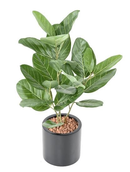 Konstgjord Ficus Audrey 62Cm Inomhusväxt