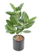 Konstgjord Ficus Audrey 62Cm Inomhusväxt