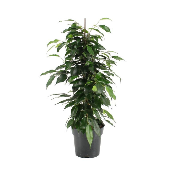 Ficus Benjamina Danielle