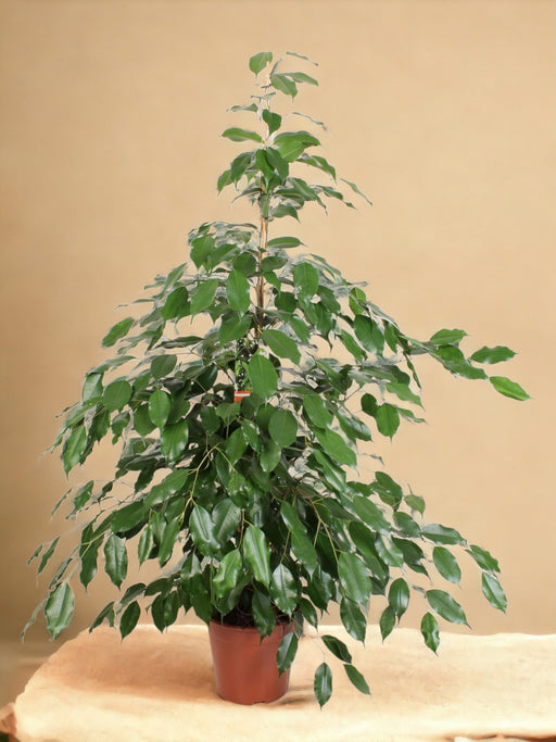 Ficus Benjamina Exotica