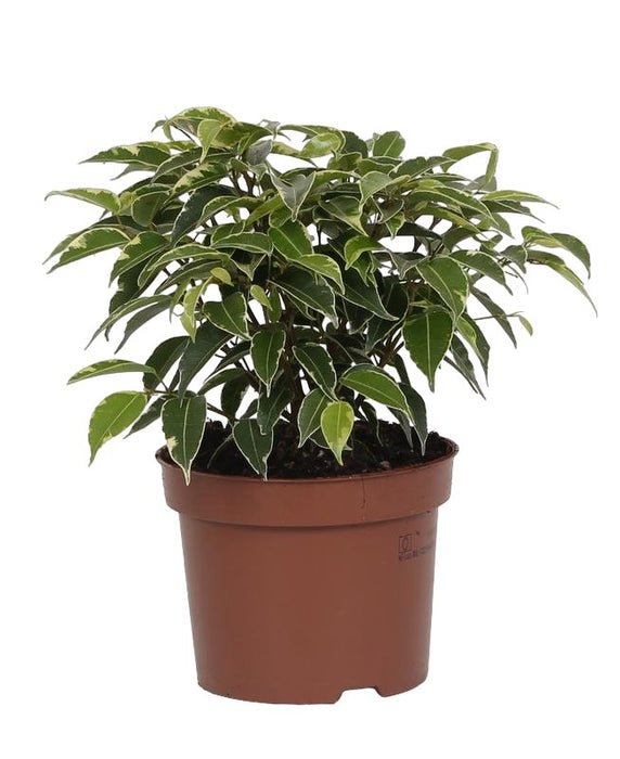 Ficus Benjamina 'Kinky'