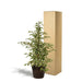 Ficus Benjamina Twilight Och Dess Naturliga Svarta Korg H95Cm