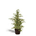 Ficus Benjamina Twilight Och Dess Naturliga Svarta Korg H95Cm