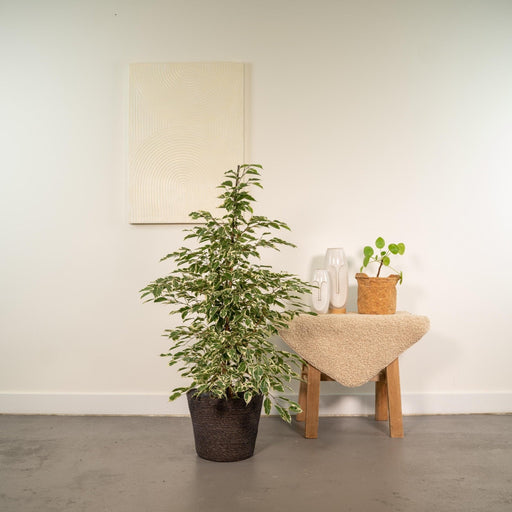 Ficus Benjamina Twilight Och Dess Naturliga Svarta Korg H95Cm