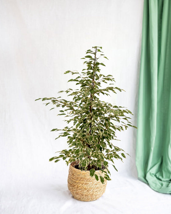 Ficus Benjamina Twilight H95Cm