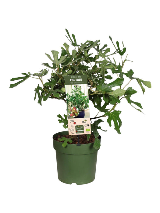 Ficus Carica 'Little Miss Figgy' Ekologisk