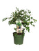 Ficus Carica 'Little Miss Figgy' Ekologisk