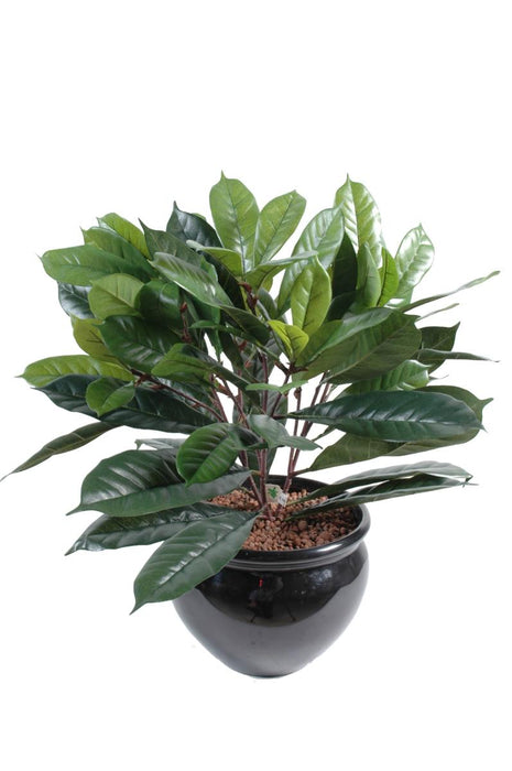 Konstgjord Ficus Cyathistipula 50 Cm Tät Bladverk