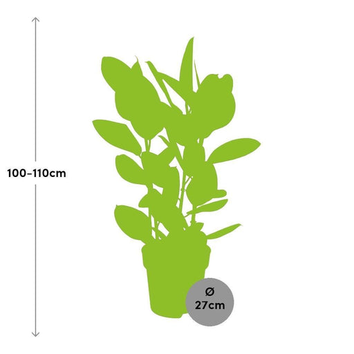 Ficus Elastica Abidjan