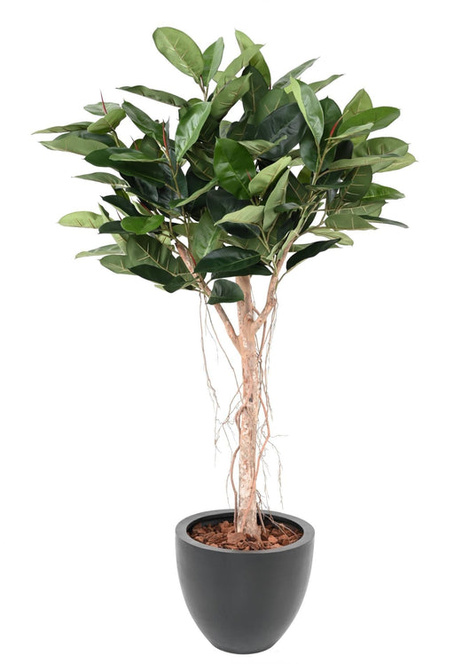 Artificiell Ficus Elastica För Inredning 160Cm