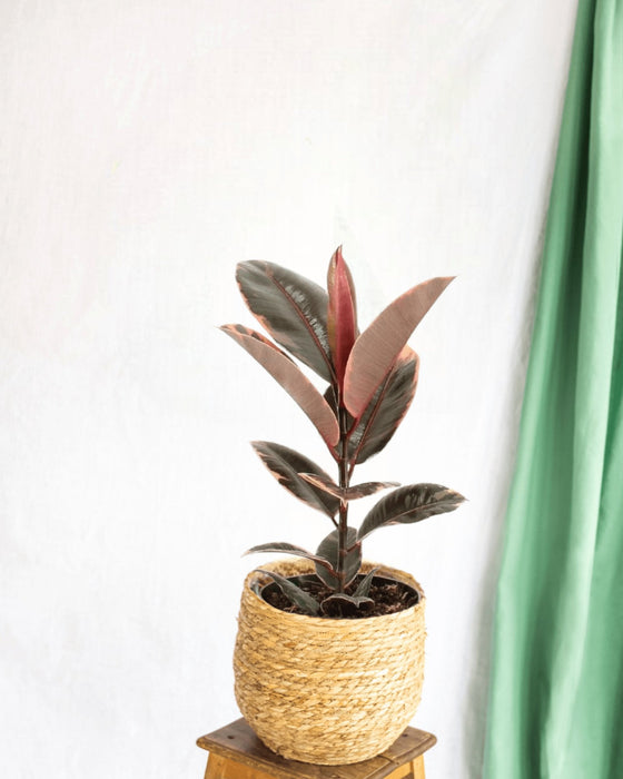 Ficus Elastica Belize