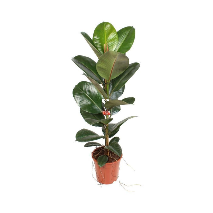 Ficus Elastica Robusta