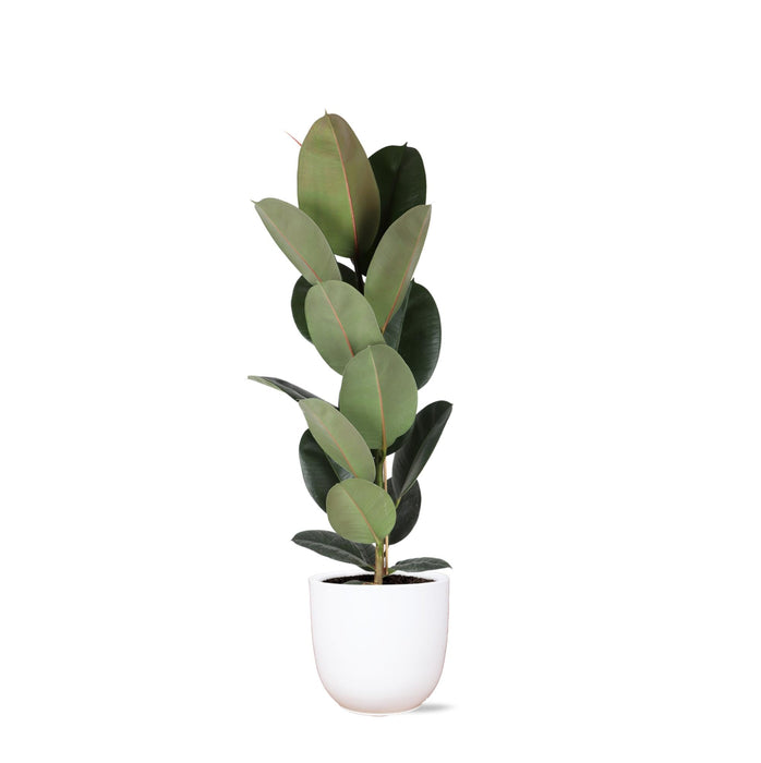 Ficus Elastica Robusta Och Dess Kruka