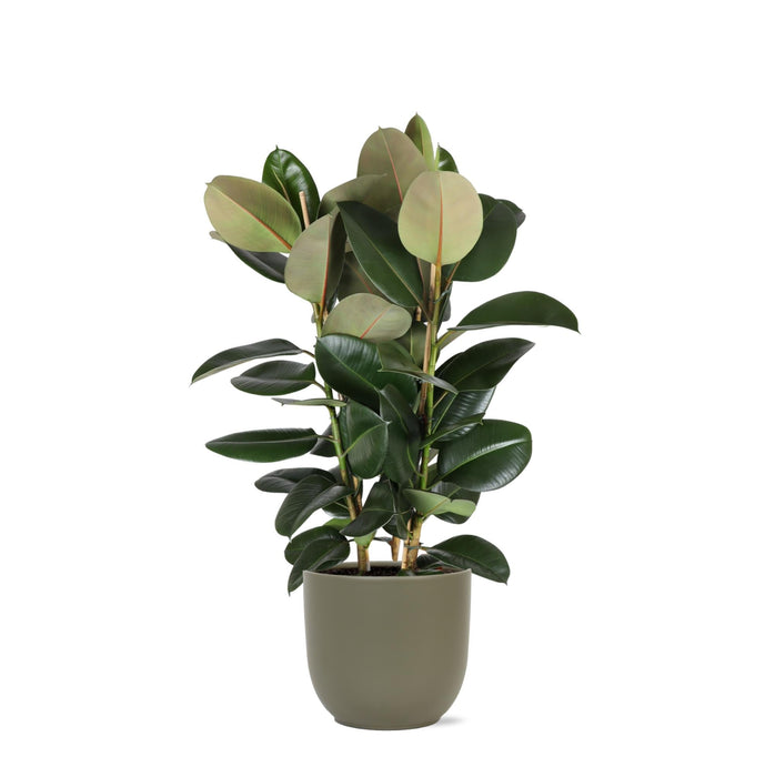 Ficus Elastica Robusta Och Dess Kruka