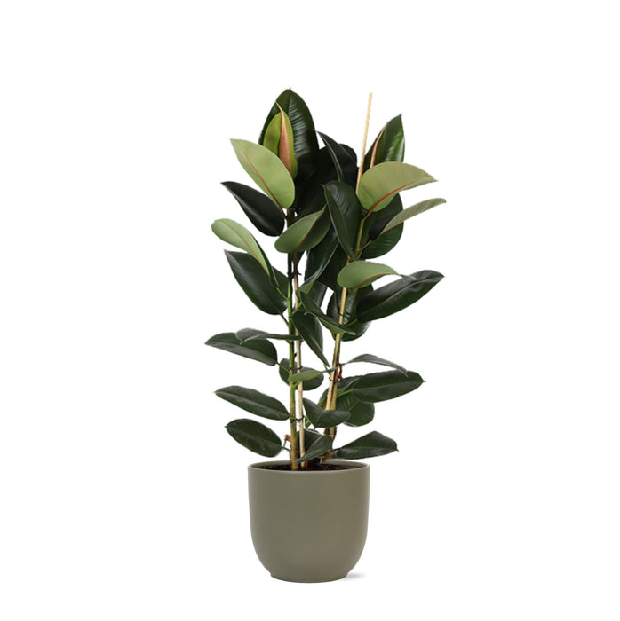 Ficus Elastica Robusta Och Dess Kruka