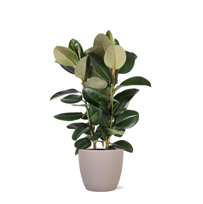 Ficus Elastica Robusta Och Dess Kruka